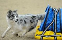 The Dog Training Barn logo