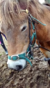 Edinburgh University Exmoor Pony Trekking logo