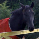 Wellgrove Farm Equestrian logo