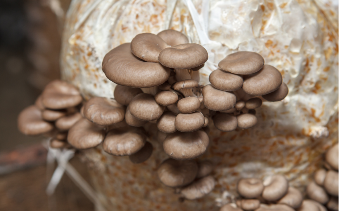Farming - Growing Mushroom - CPD Accredited Course