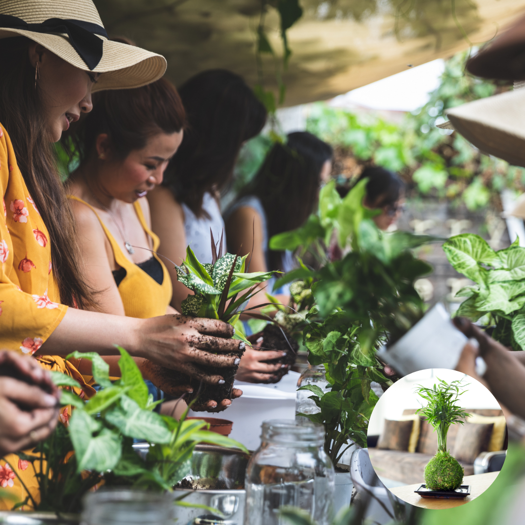 Japanese Moss Ball Kokedama workshop with coffee and cake