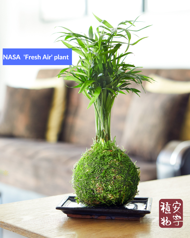 Japanese Moss Ball Kokedama workshop with coffee and cake