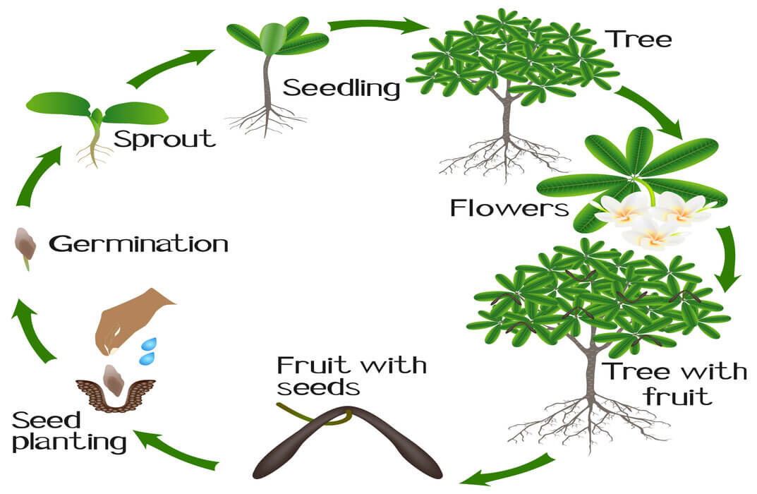 The Basics of Reproduction