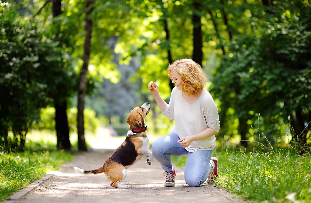 Dog Training - Train Puppies