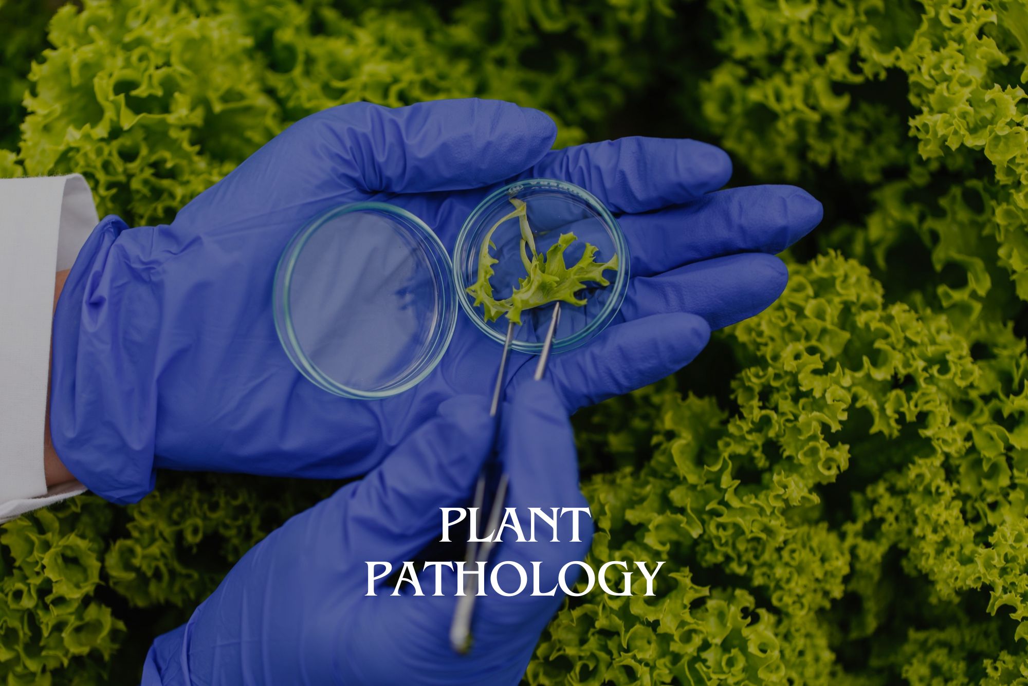 Plant Pathology