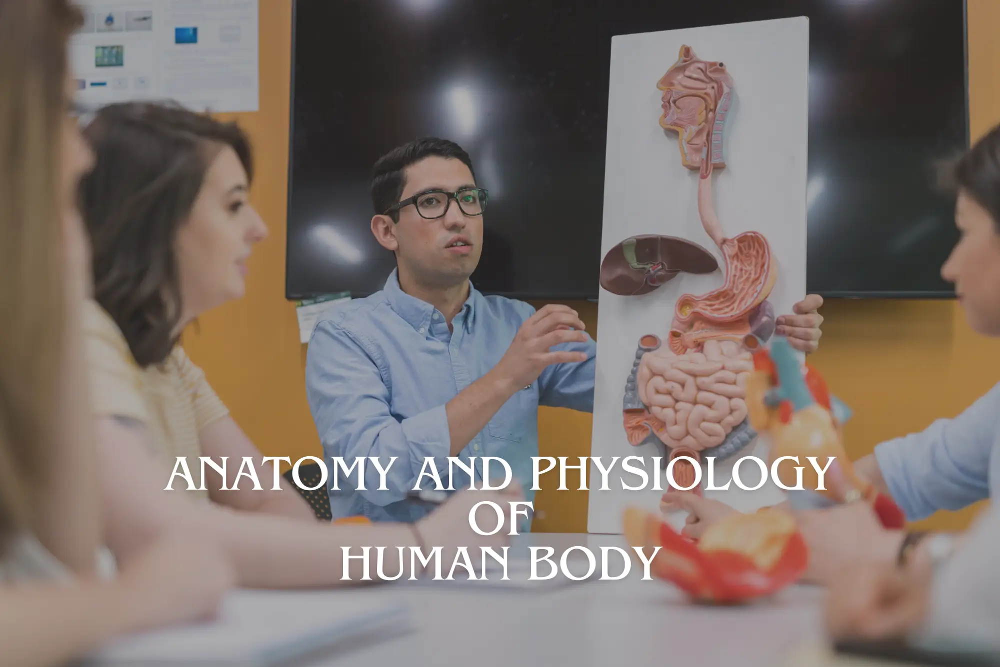 Anatomy and Physiology of Human Body