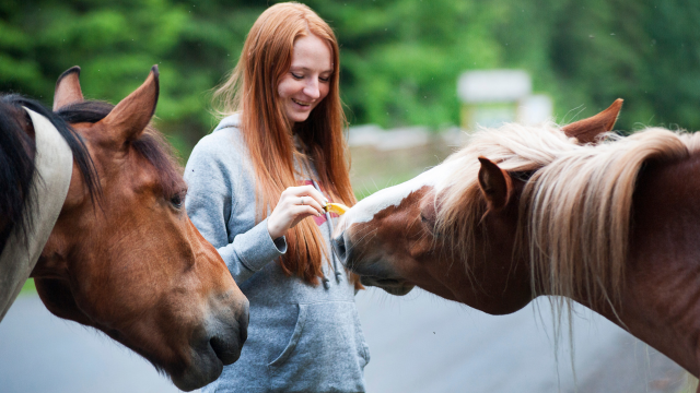 Horse Care - Equine Psychology