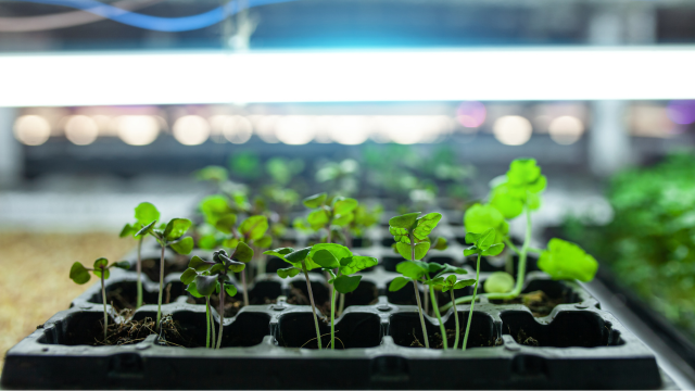 Hydroponics Gardening