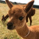 The Riding School At Charnwood Forest Alpacas logo