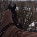 David Rumsey Dressage logo