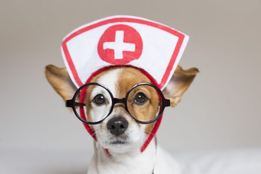 First Aid for Dogs