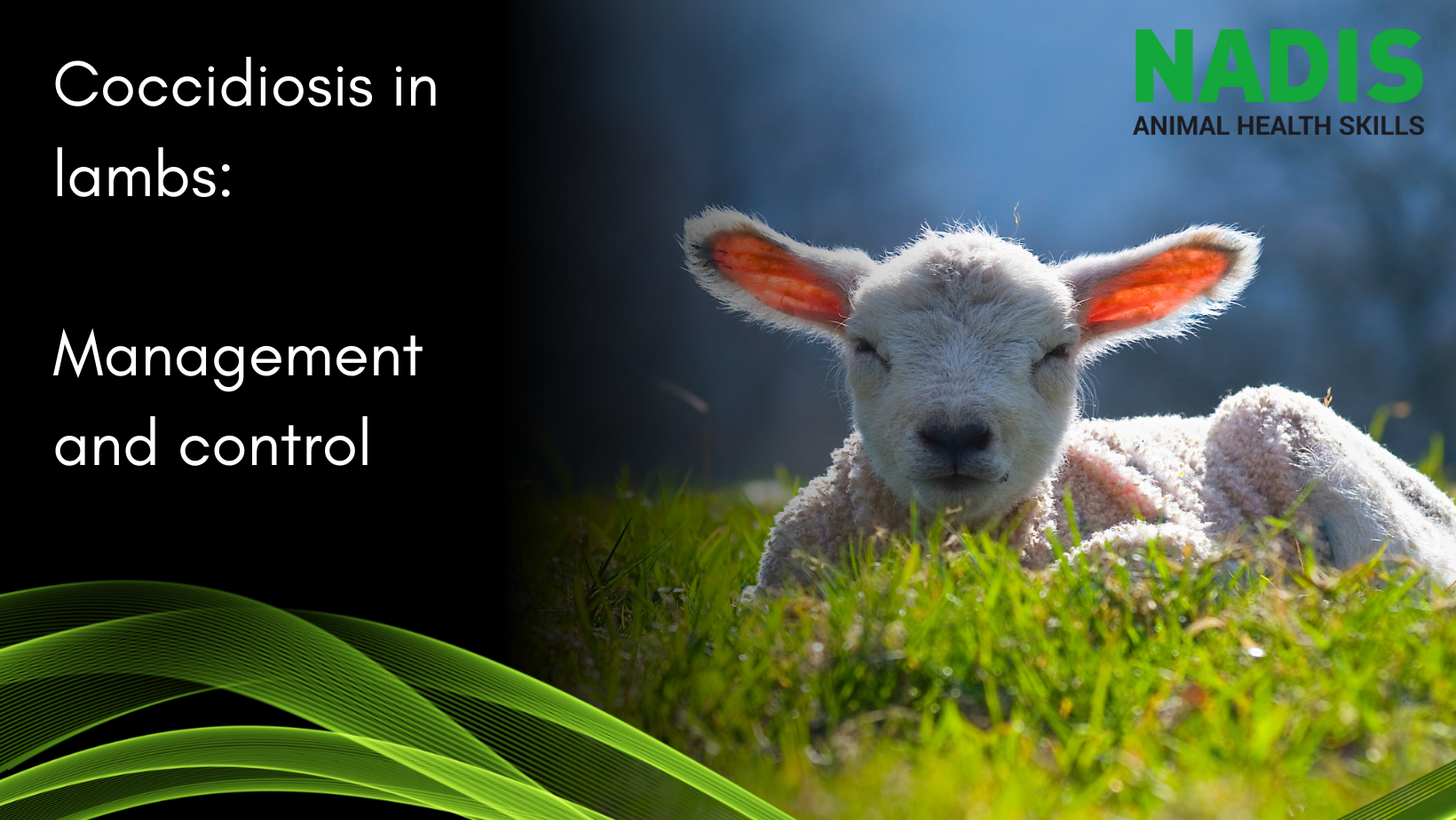 Coccidiosis in lambs - management and control
