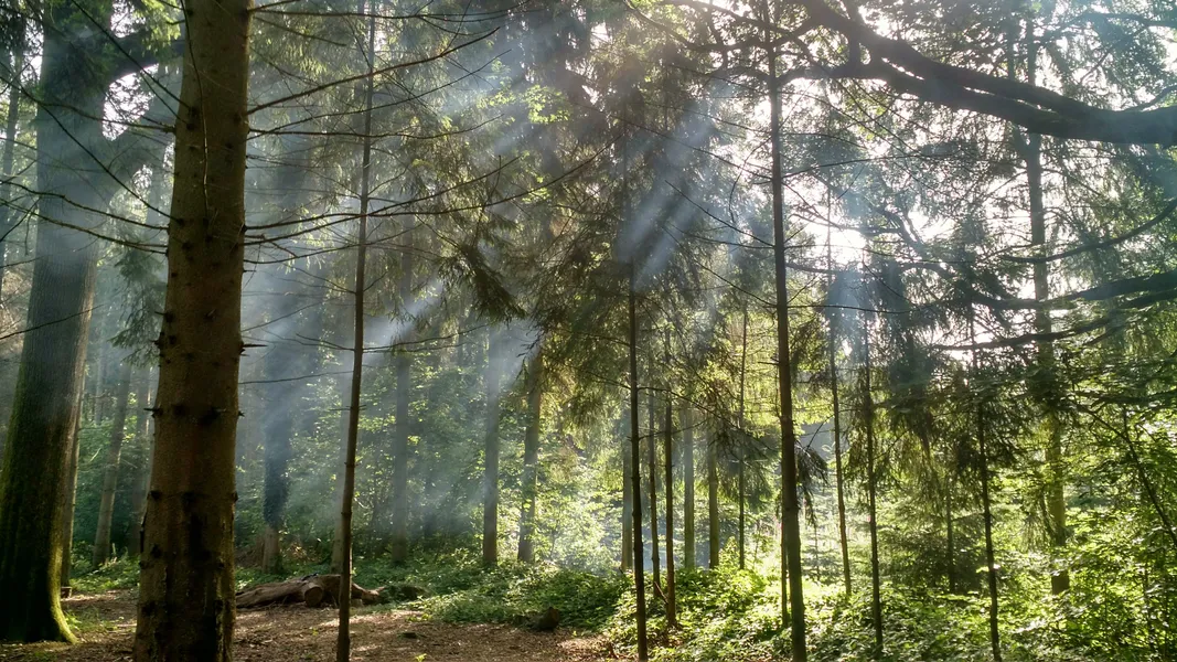 Mindfulness in Nature Day