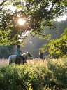 Squirrel Wood Equestrian Centre logo