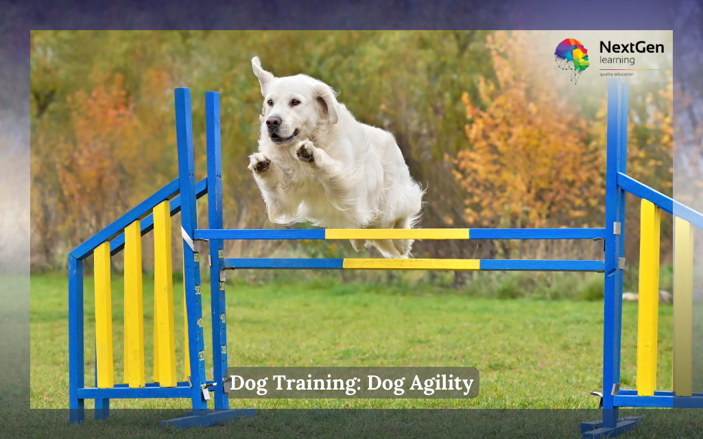 Dog Training: Dog Agility Course