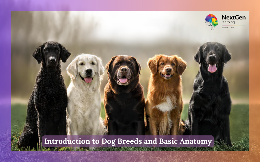 Introduction to Dog Breeds and Basic Anatomy Course