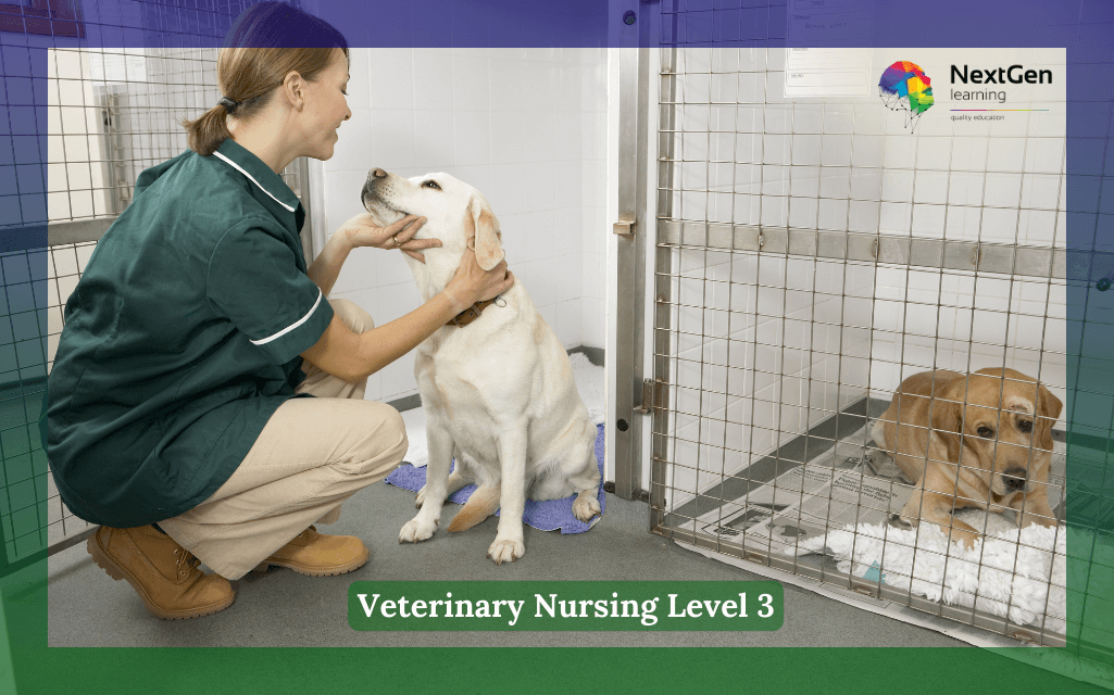 Veterinary Nursing Level 3 Course