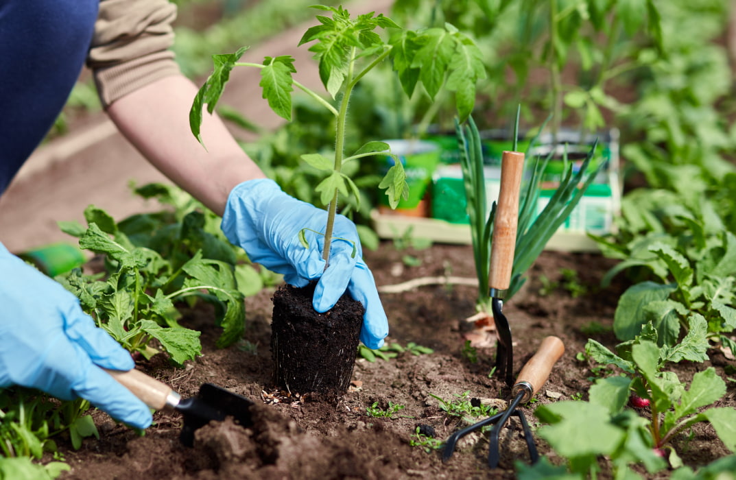 Kitchen Gardening Course