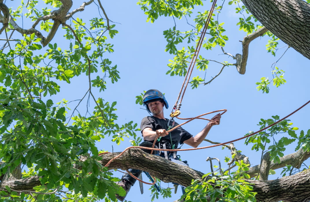 Arboriculture  & Tree Biology Course