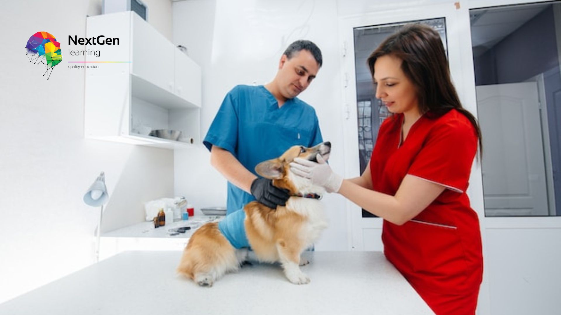 First Aid for Pets