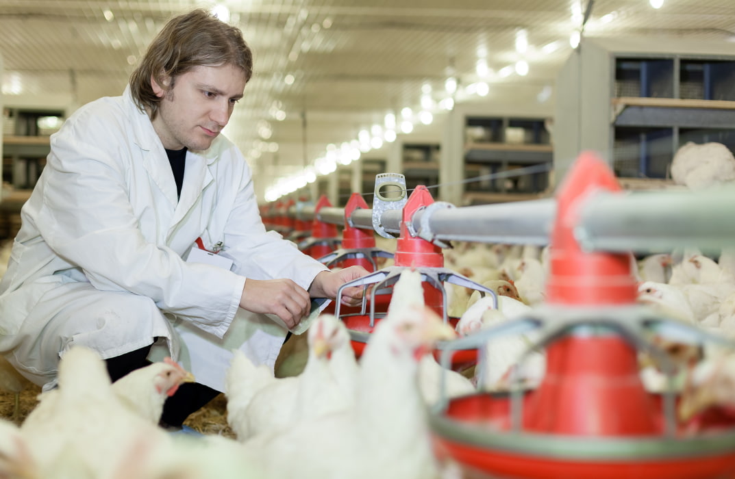 Diploma in Poultry Farming Course