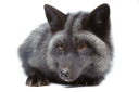 Black Foxes Uk Cic logo