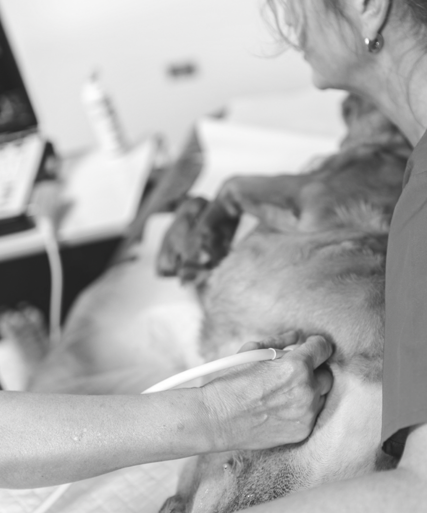 S/A WORKSHOP | Two-day Small Animal Abdominal Ultrasound (V12)