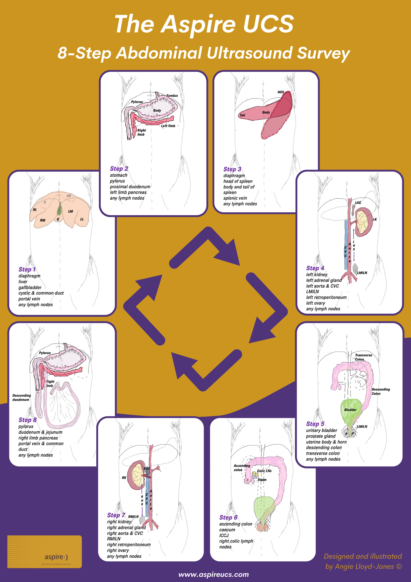 S/A WORKSHOP | Two-day Small Animal Abdominal Ultrasound (V12)