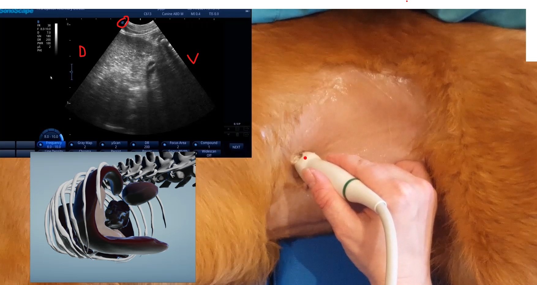 Small Animal Abdominal Ultrasound: A comprehensive online course