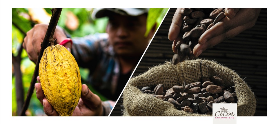 Introduction to Fine Chocolate - Online Knowledge Course 