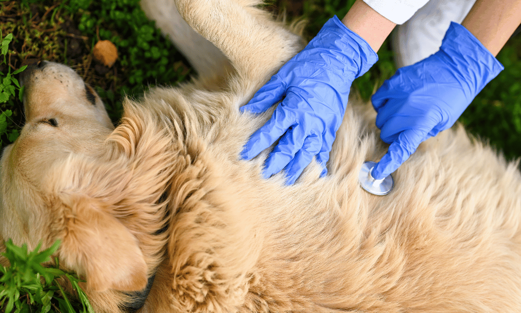 Canine First Aid and CPR Course