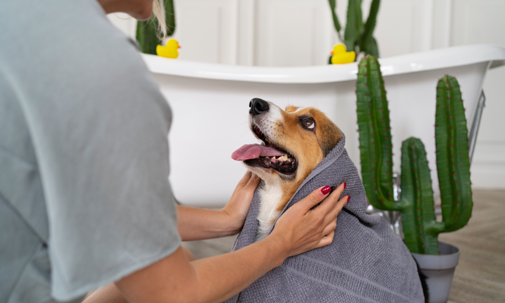 Basics of Dog Grooming