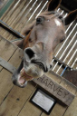 Barton End Equestrian Centre logo