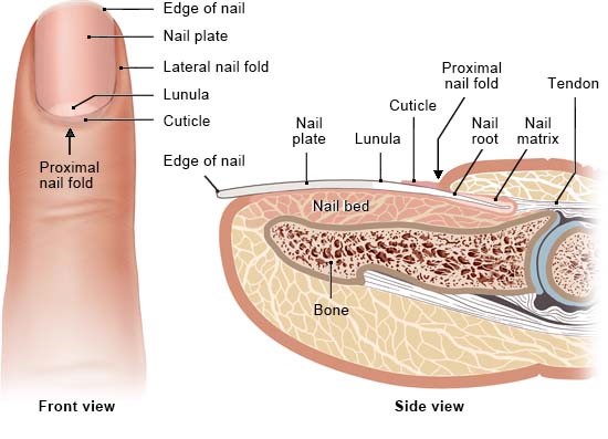 Level 3 Nail Technology