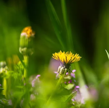 One day Hedgerow Medicine Experience