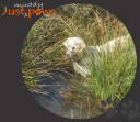 Just Paws logo