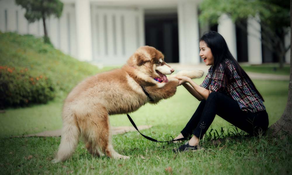 Dog Training: Natural Remedies for Your Dogs