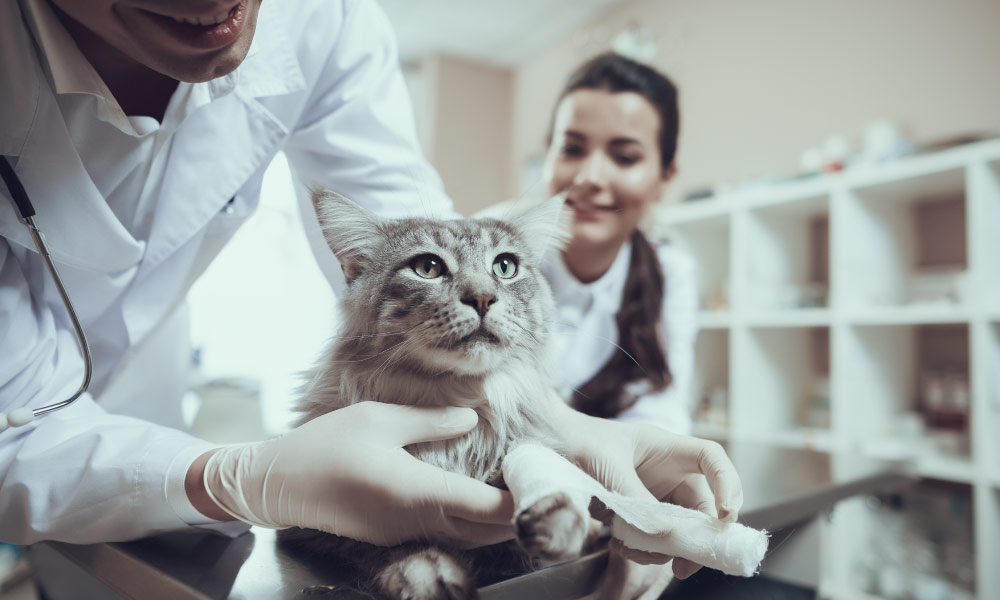 Certificate in Animal Care