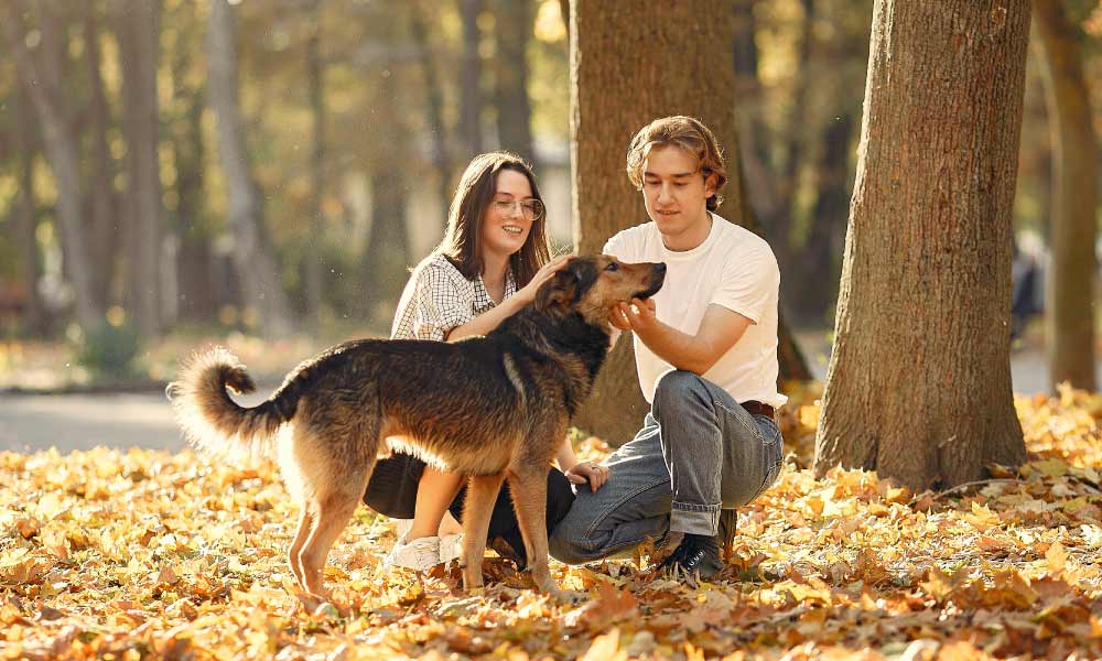 Dog Training: Easily Stop Dog Barking