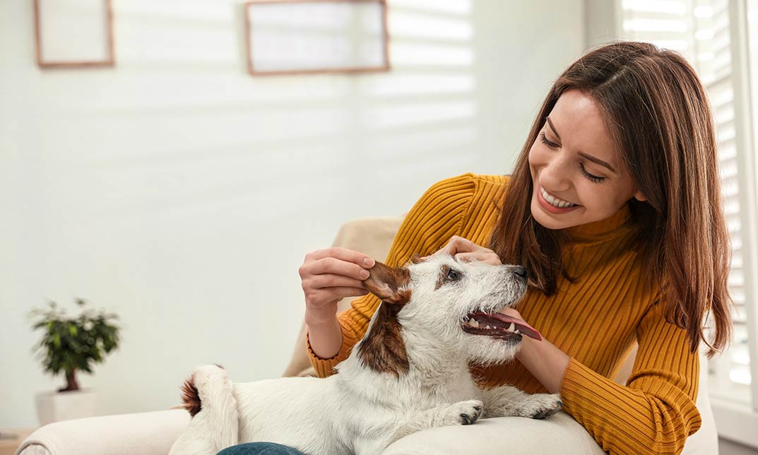 Diploma in Professional Pet Sitting