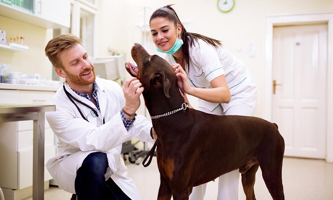 Certificate of Infection Prevention for Veterinary Professionals (CVIP)