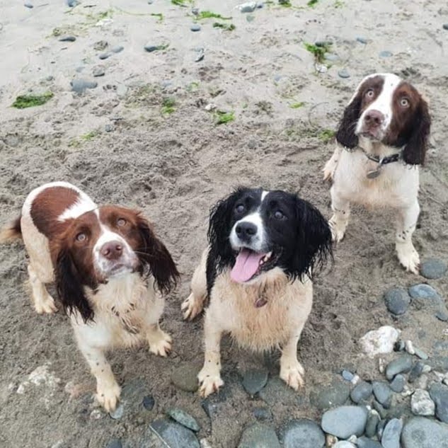 Bluebell English Springer Spaniels logo