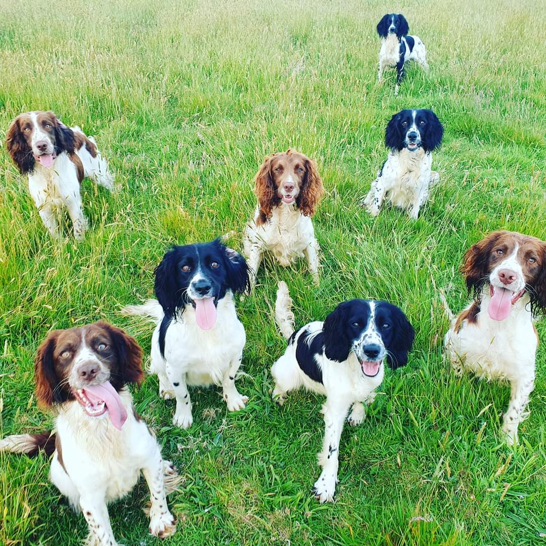 Bluebell English Springer Spaniels