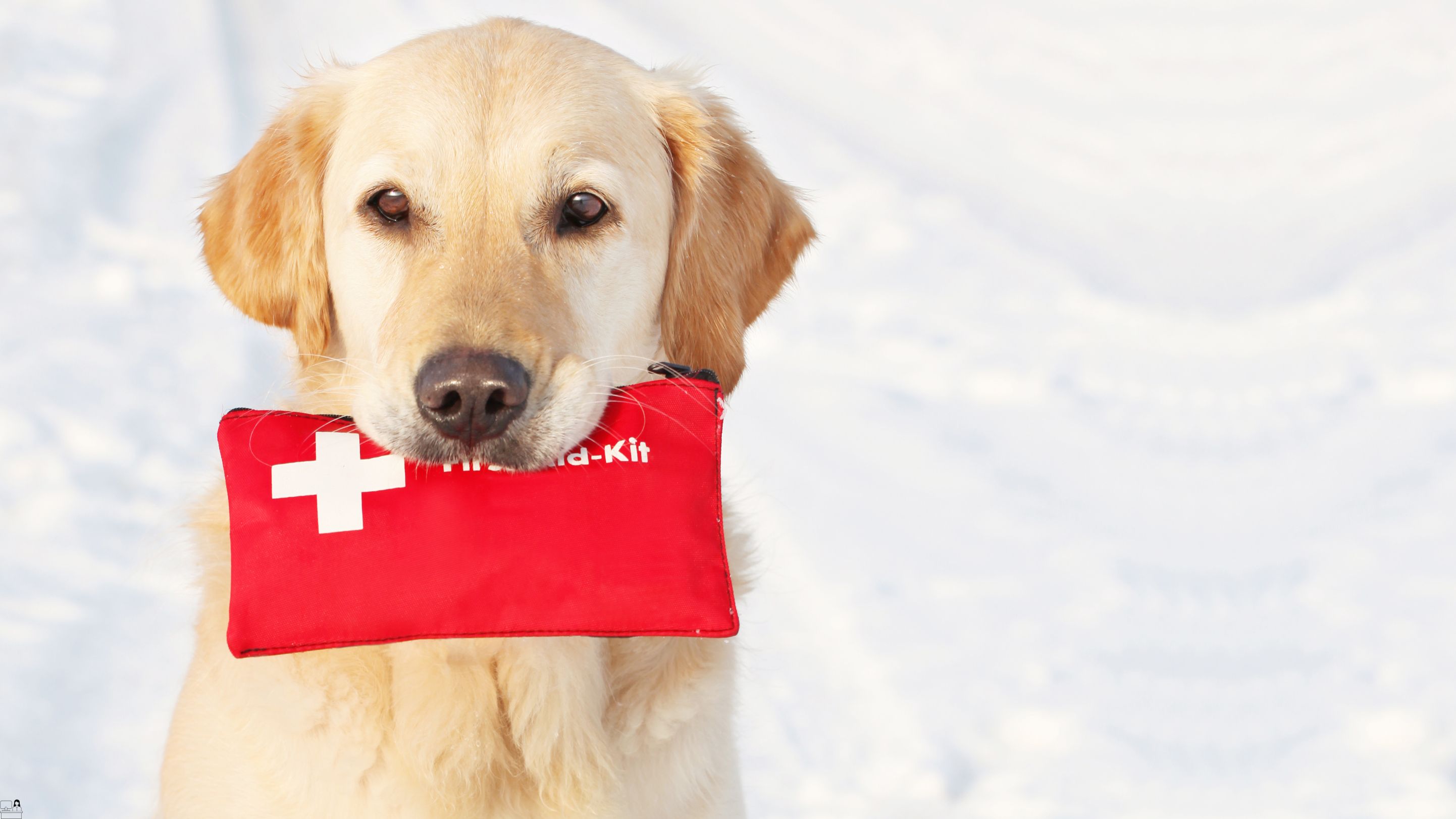 Pet First Aid