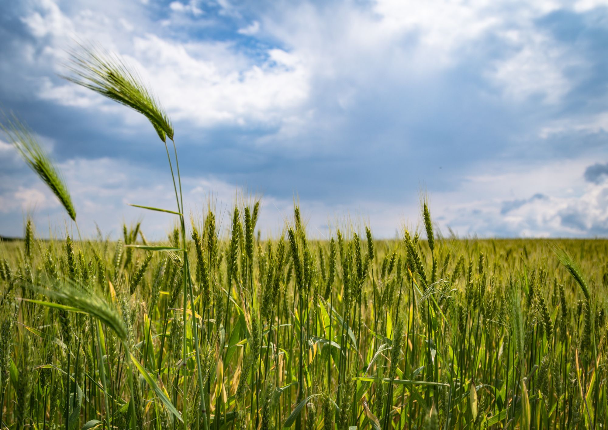 Diploma in Farming