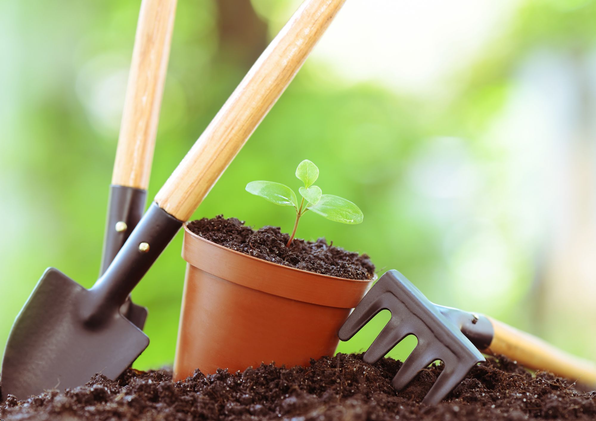 Basics of Gardening