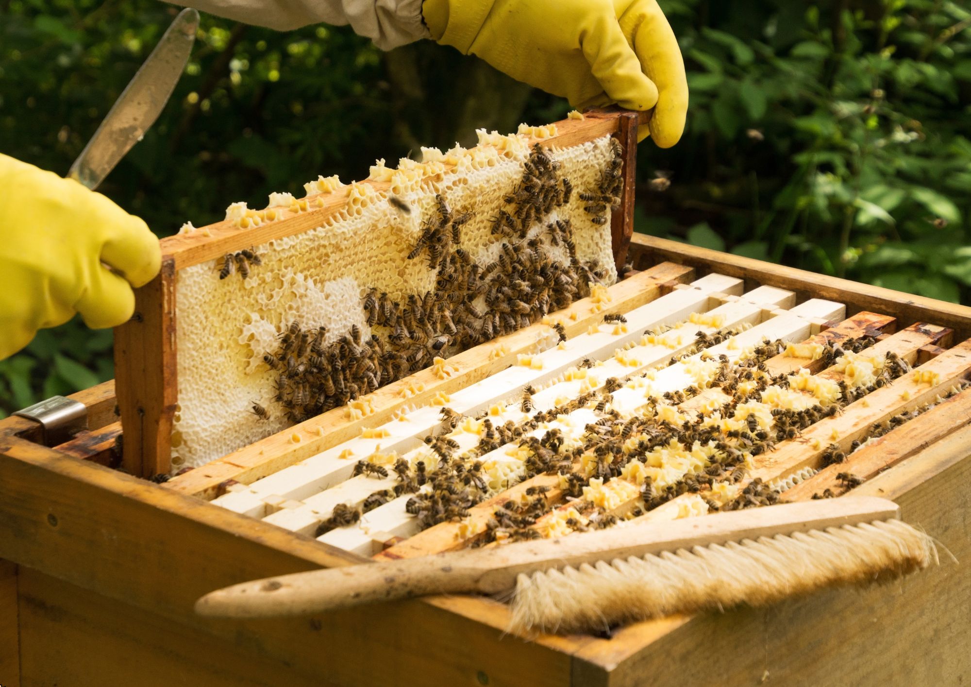 Fundamentals of Beekeeping