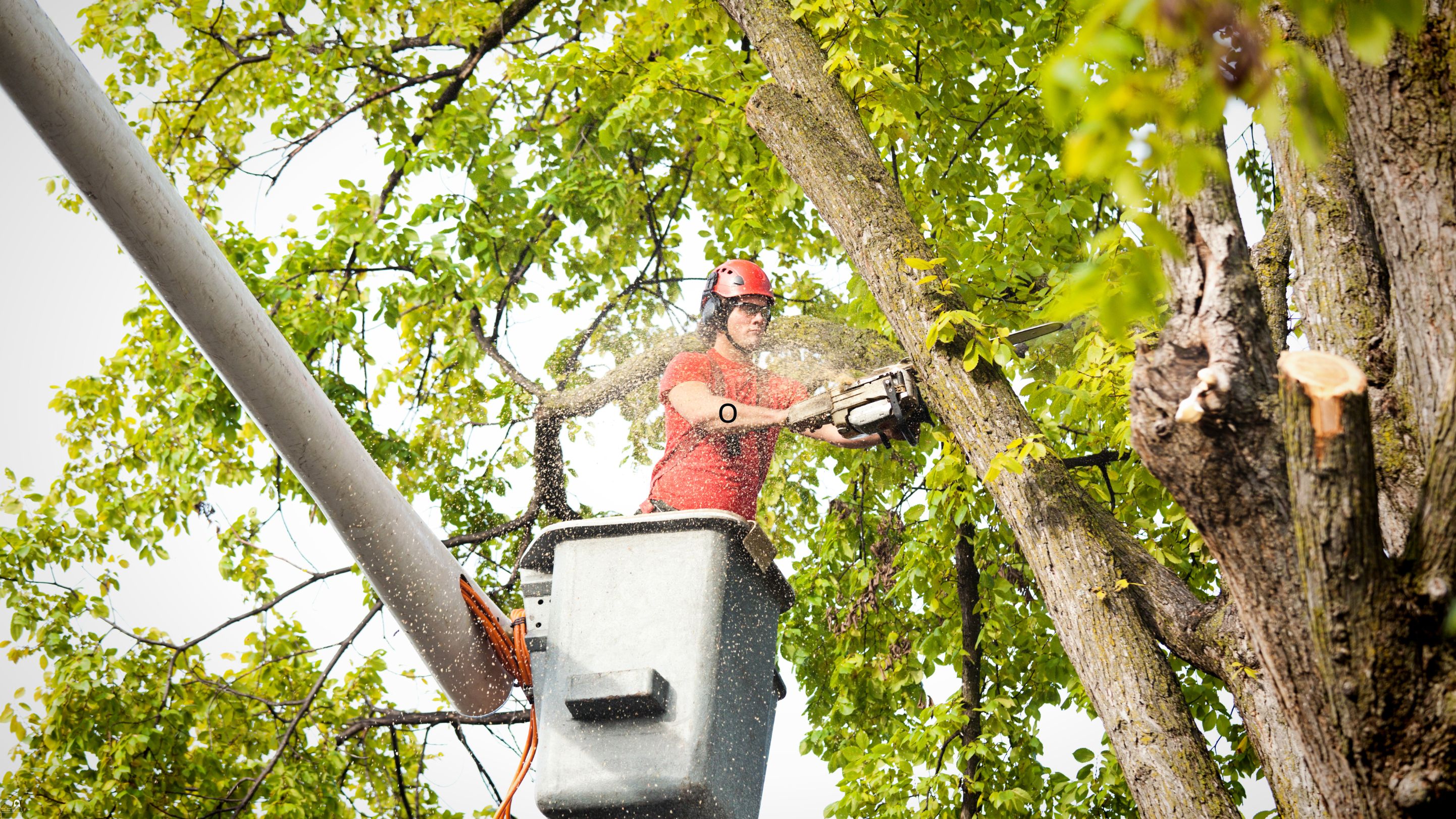 Tree Trimming Safety Online Training