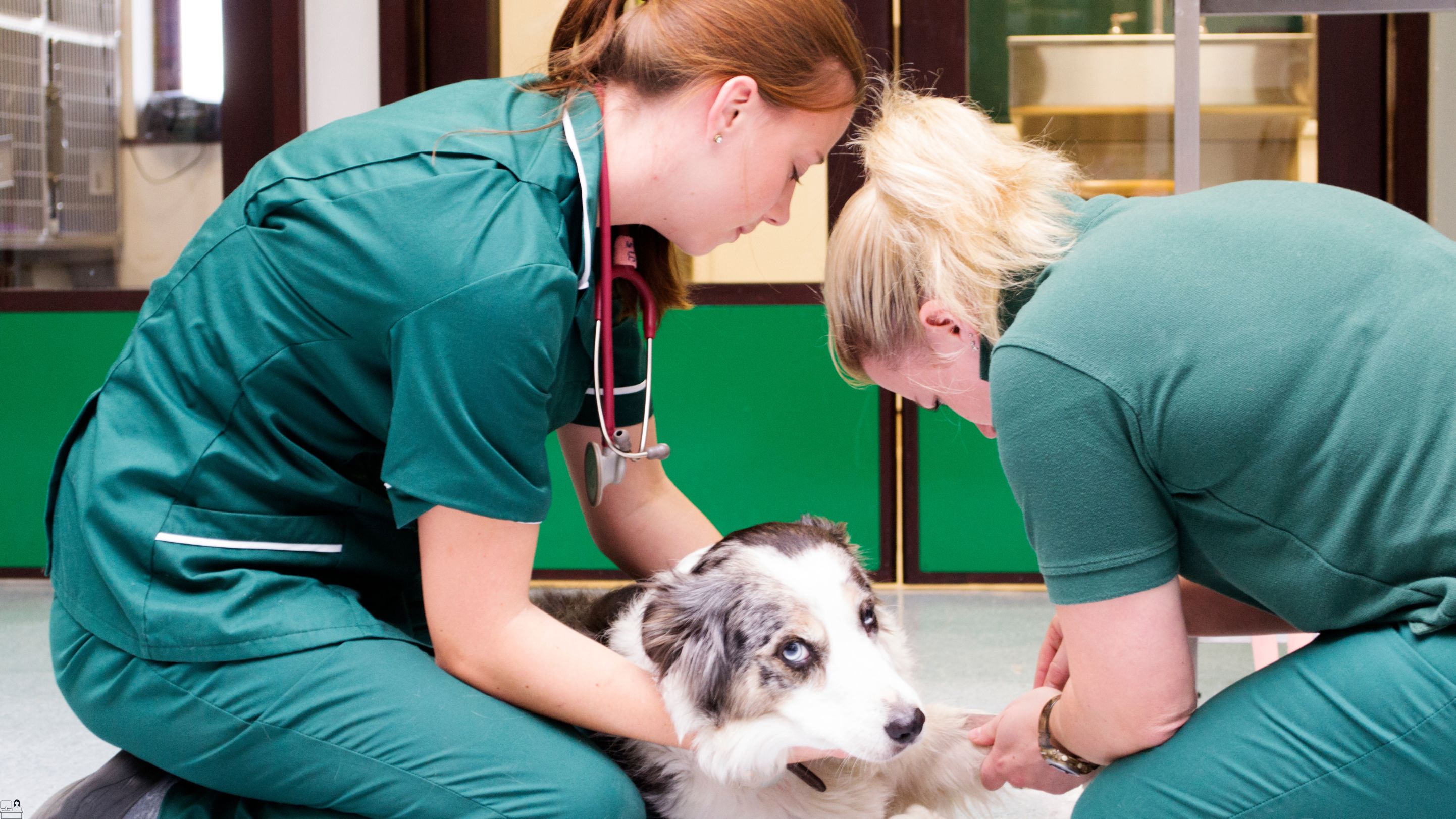 Veterinary Assistant Training