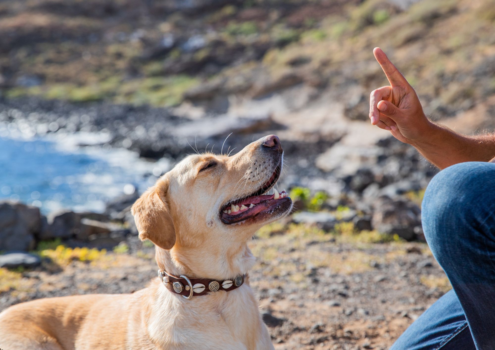 Guide Dog Trainer